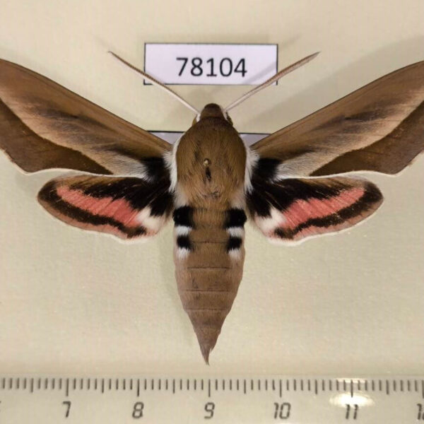 Sphingidae Hyles hippophaes Tyva rep.