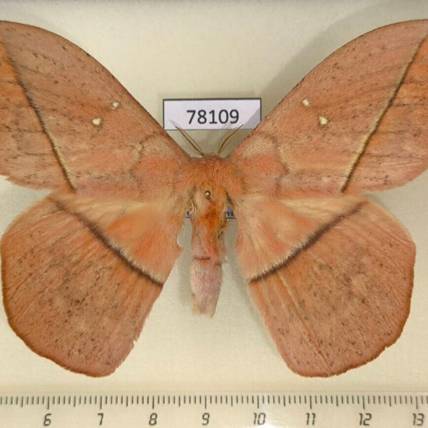 Saturniidae Lonomia columbiana Panama