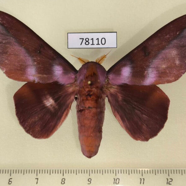 Saturniidae Othorene intermedia Panama