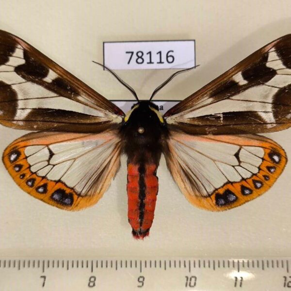 Arctiidae Dysschema mariamne Panama