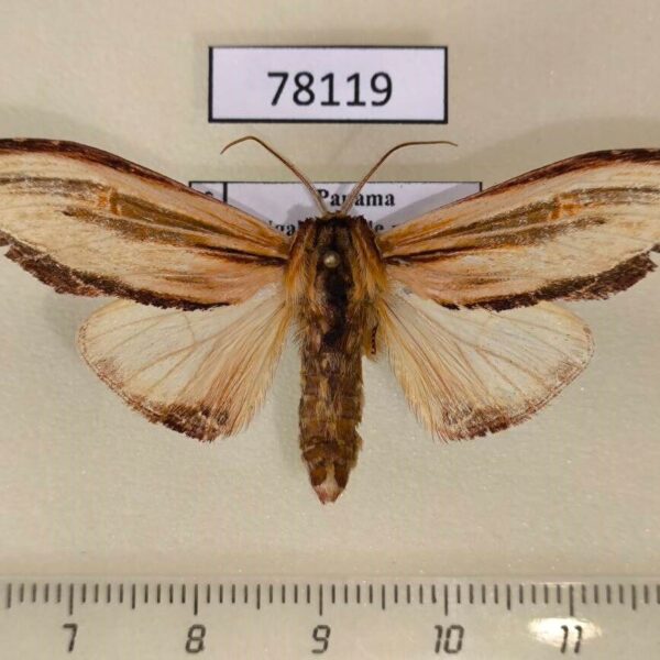 Notodontiidae Arhacia lignaris Panama
