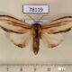 78119p Notodontiidae Arhacia lignaris Panama $8