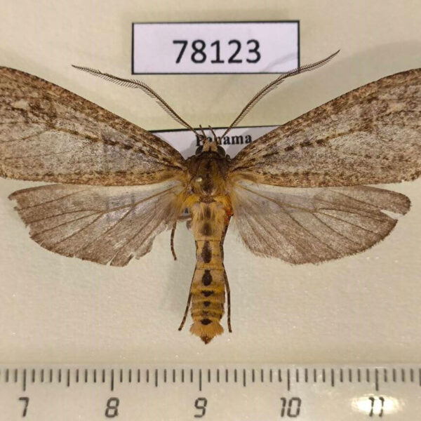 Arctiidae Calidota obscurata Panama