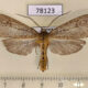 78123p Arctiidae Calidota obscurata Panama $8