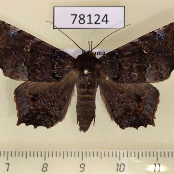 Noctuidae Euclystis sp. Panama