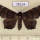 78124p Noctuidae Euclystis sp. Panama $13