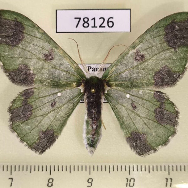 Geometridae Oospila atopochlora Panama