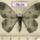 78126p Geometridae Oospila atopochlora Panama $10
