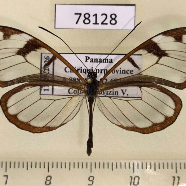 Ithomiidae Oleria vicina Panama