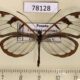 78128p Ithomiidae Oleria vicina Panama $10