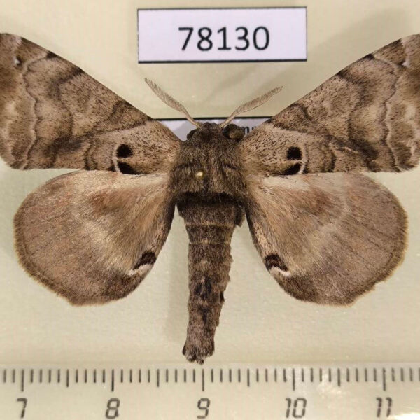 Apatelodidae Apatelodes adrastia Panama