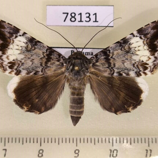 Noctuidae Coenipeta damonia Panama