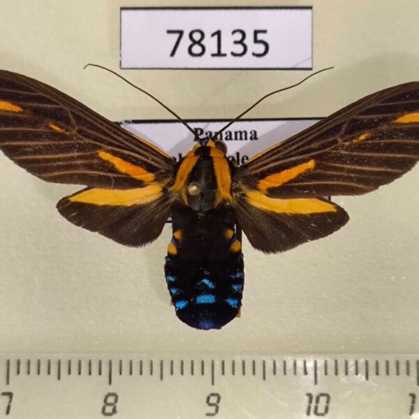 Arctiidae Ormetica guapisa f Panama