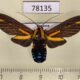 78135p Arctiidae Ormetica guapisa f Panama $18