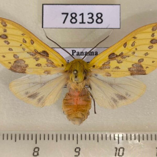 Arctiidae Symphlebia pyrgion f Panama