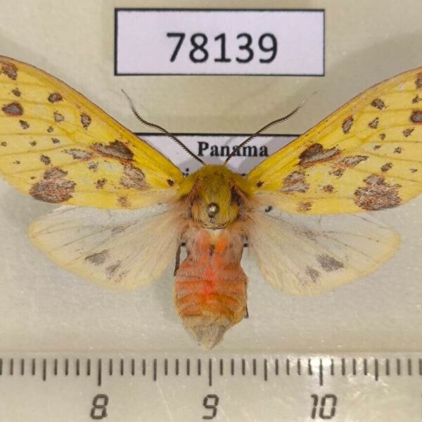 Arctiidae Symphlebia pyrgion f Panama