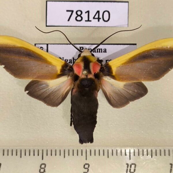 Arctiidae Cratoplastis diluta Panama