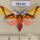 78141p Arctiidae Symphlebia ipsea Panama $15