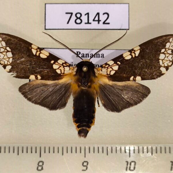 Arctiidae Carathis septentrionalis Panama