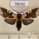 78142p Arctiidae Carathis septentrionalis Panama $20