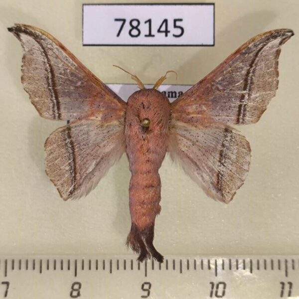 Mimallonidae Roelofa hegewischi Panama