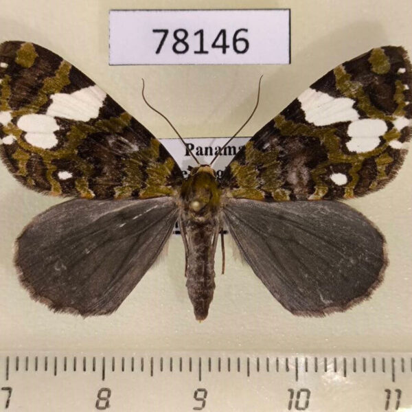 Geometridae Hydriomena polyphonta Panama