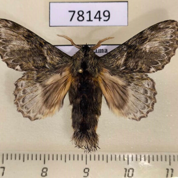 Lasiocampidae Euglyphis praxithea Panama