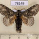 78149p Lasiocampidae Euglyphis praxithea Panama $25