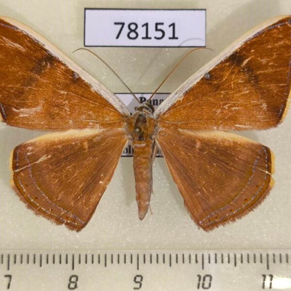 Geometridae Palyas micacearia Panama