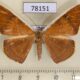 78151p Geometridae Palyas micacearia Panama $10