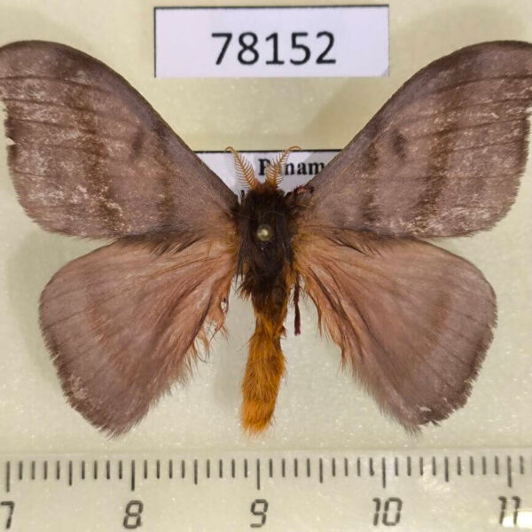 Saturniidae Hylesia dalina Panama