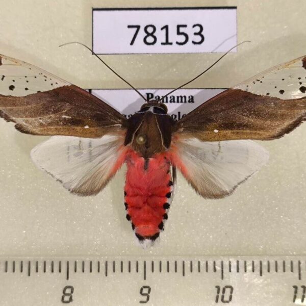 Arctiidae Bertholdia fumida Panama