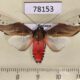 78153p Arctiidae Bertholdia fumida Panama $8