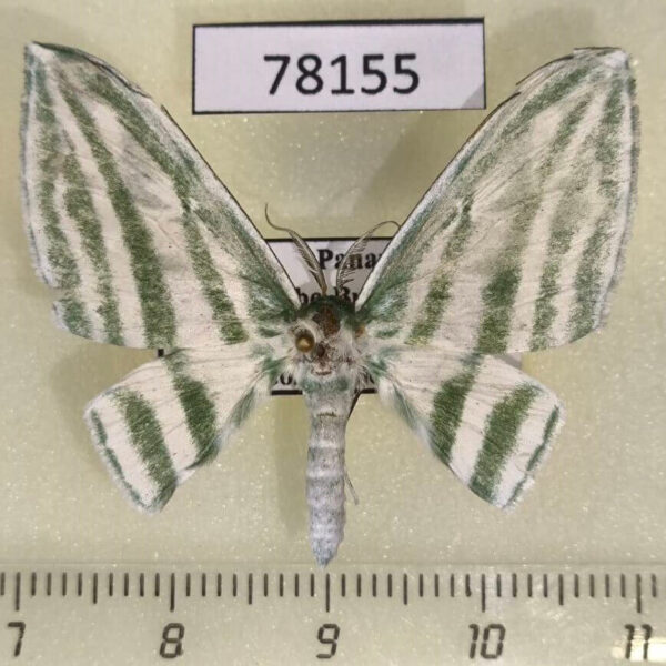 Geometridae Dyspteris tenuivitta Panama