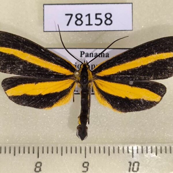 Notodontiidae Josia gigantea Panama