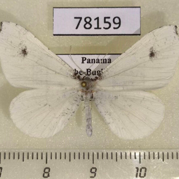 Hedylidae Macrosoma ustrinaria Panama