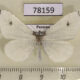 78159p Hedylidae Macrosoma ustrinaria Panama $30