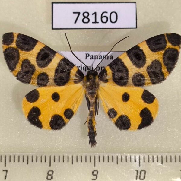 Geometridae Pantherodes unciaria Panama
