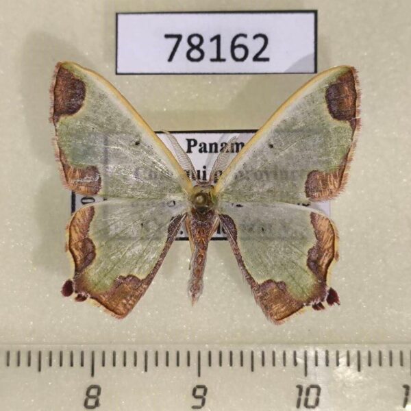 Geometridae Oospila asmura Panama