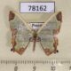 78162p Geometridae Oospila asmura Panama $10
