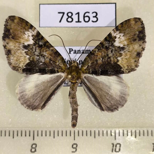 Geometridae Euphyia cinerascens Panama