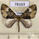 78163p Geometridae Euphyia cinerascens Panama $8