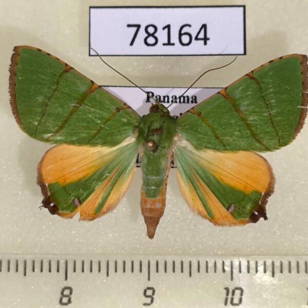 Noctuidae Eulepidotis folium Panama