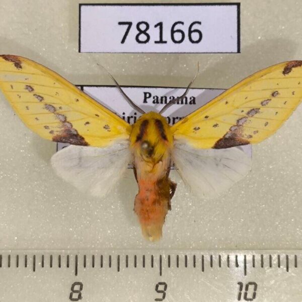 Arctiidae Symphlebia citrarius Panama