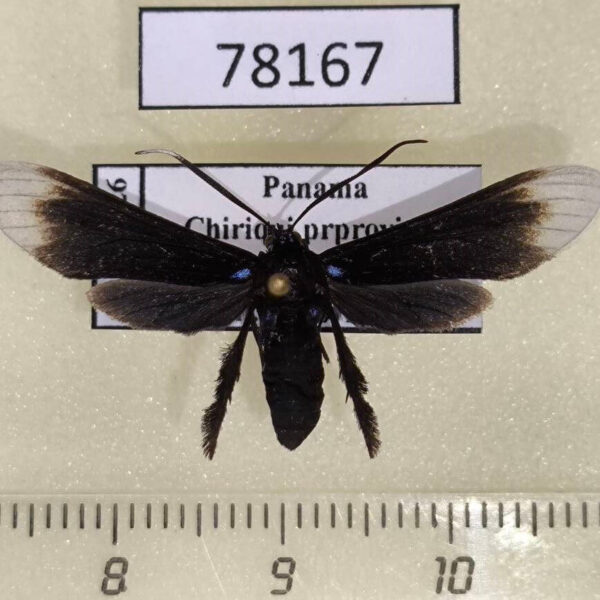 Arctiidae Pompiliodes albomarginata Panama