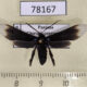 78167p Arctiidae Pompiliodes albomarginata Panama $15