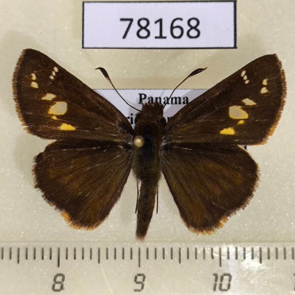 Hesperiidae sp. Panama