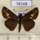 78168p Hesperiidae sp. Panama $9