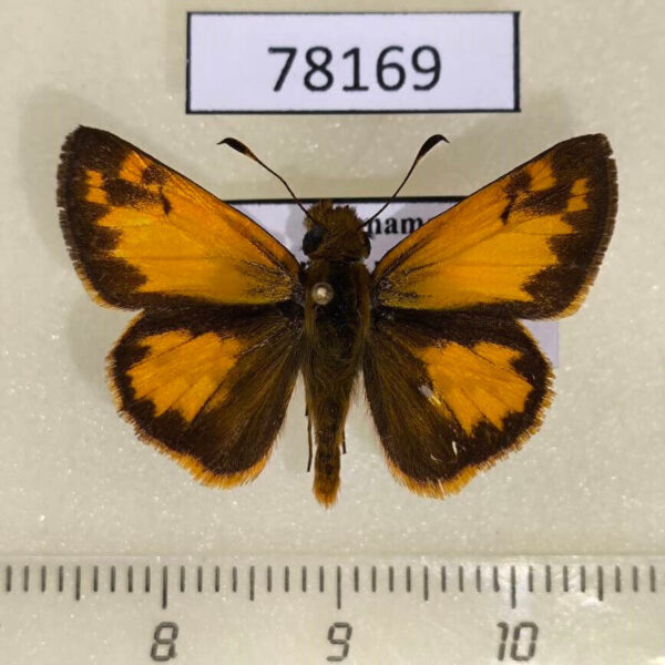 Hesperiidae Lon co Panama