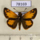 78169p Hesperiidae Lon co Panama $9